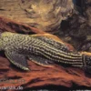 Rotflossen-Kaktuswels, L25, Pseudacanthicus cf serratus NATURFARBEN, 30-33 cm