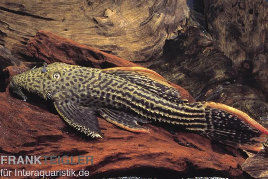 Rotflossen-Kaktuswels, L25, Pseudacanthicus cf serratus NATURFARBEN, 30-33 cm