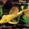 Rotflossen-Kaktuswels, L24, Pseudacanthicus cf serratus, 8-10 cm
