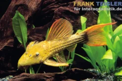 Rotflossen-Kaktuswels, L24, Pseudacanthicus cf serratus, 8-10 cm