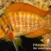 Rotflossen-Nanderbarsch, Altolamprologus compressiceps "Red Fin", 3-4 cm