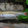 Rotflossenrasbora, Rasbora borapetensis