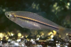 Rotflossenrasbora, Rasbora borapetensis