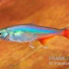 Rotflossensalmler, Aphyocharax anisitsi