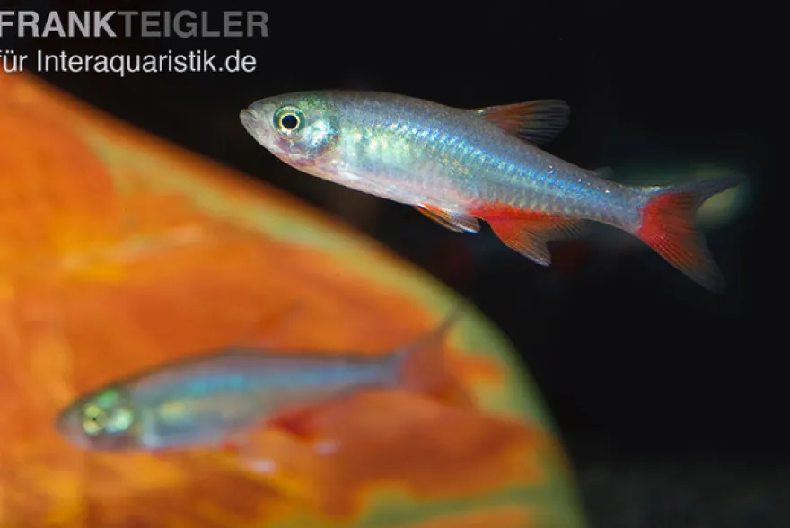 Rotflossensalmler, Aphyocharax anisitsi