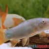 Rotflossenschmerle, Botia lecontai/modesta (Yasuhikotakia lecontei)