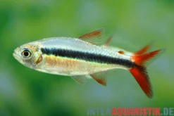 Rotflossenschrägschwimmer, Thayeria sp. Red Tail Teles Pires