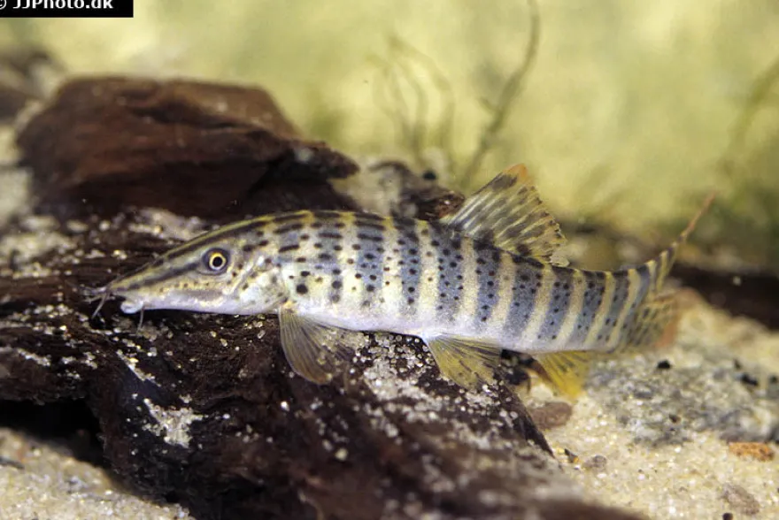 Rotflossen-Tigerschmerle, Syncrossus berdmorei