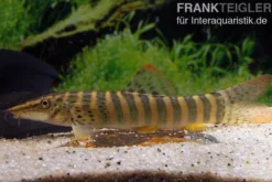 Rotflossen-Tigerschmerle, Syncrossus berdmorei