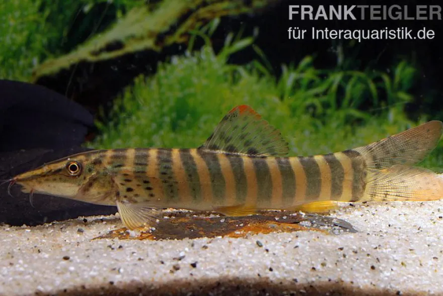 Rotflossen-Tigerschmerle, Syncrossus berdmorei