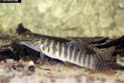 Rotflossen-Tigerschmerle, Syncrossus berdmorei