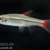 Rotflossen Zwergbärbling, Rasbora rubrodorsalis (Minifisch)