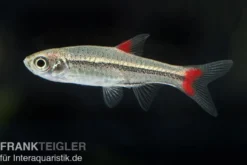 Rotflossen Zwergbärbling, Rasbora rubrodorsalis (Minifisch)