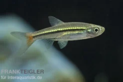 Rotflossen Zwergbärbling, Rasbora rubrodorsalis (Minifisch)