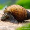 Rotfuß-Turmdeckelschnecke, Tarebia lineata (Spiky-Turmdeckelschnecke)