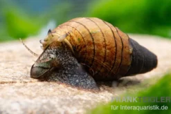 Rotfuß-Turmdeckelschnecke, Tarebia lineata (Spiky-Turmdeckelschnecke)