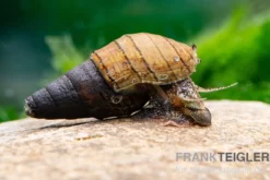 Rotfuß-Turmdeckelschnecke, Tarebia lineata (Spiky-Turmdeckelschnecke)