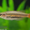 Rotgestreifter Regenbogenfisch, Melanotaenia splendida rubrostriata