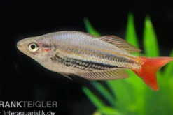 Rotgestreifter Regenbogenfisch, Melanotaenia splendida rubrostriata