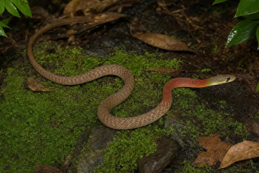 Rothals-Wassernatter, Rhapdophis subminiatus