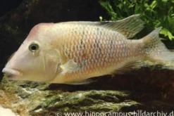 Rothauben-Erdfresser, Geophagus steindachneri