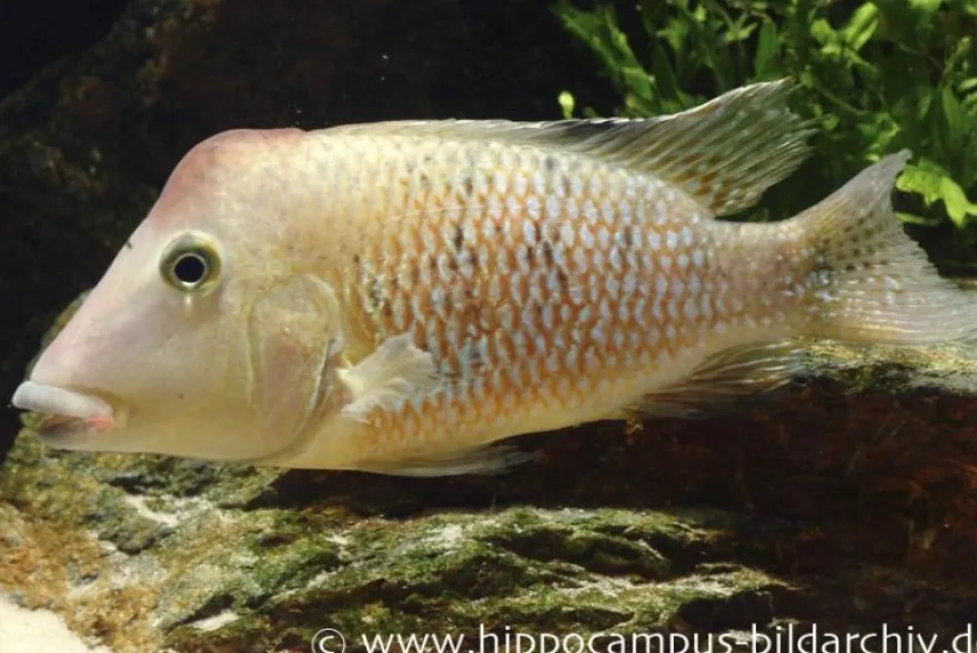 Rothauben-Erdfresser, Geophagus steindachneri