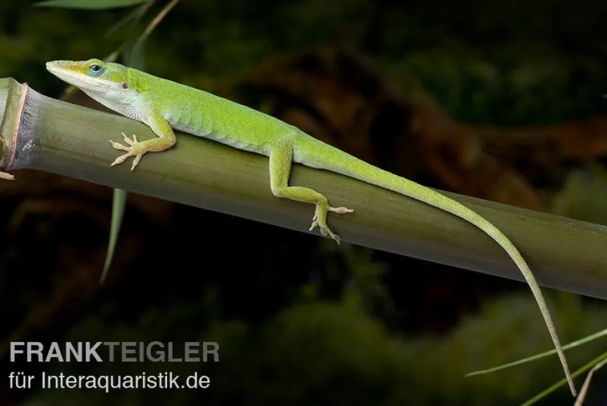 Rotkehlanolis, Anolis carolinensis, Ohne Geschlechtsauswahl