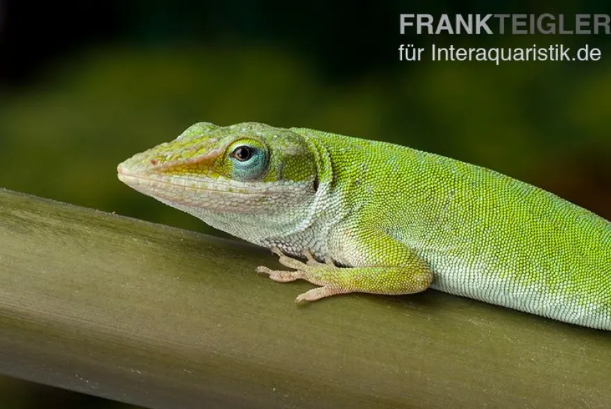 Rotkehlanolis, Anolis carolinensis, Ohne Geschlechtsauswahl