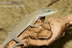 Rotkehlanolis, Anolis carolinensis, Ohne Geschlechtsauswahl