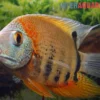 Rotkeil-Augenfleckbuntbarsch, Heros efasciatus "Red Shoulder"