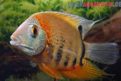 Rotkeil-Augenfleckbuntbarsch, Heros efasciatus "Red Shoulder"
