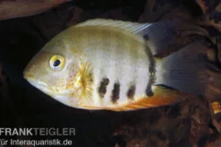 Rotkeil-Augenfleckbuntbarsch, Heros efasciatus "Red Shoulder"