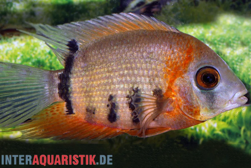 Rotkeil-Augenfleckbuntbarsch, Heros efasciatus "Red Shoulder"
