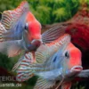 Rotkopf-Erdfresser, Geophagus sp. RIO TAPAJOS