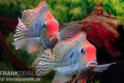 Rotkopf-Erdfresser, Geophagus sp. RIO TAPAJOS