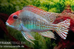 Rotkopf-Erdfresser, Geophagus sp. RIO TAPAJOS
