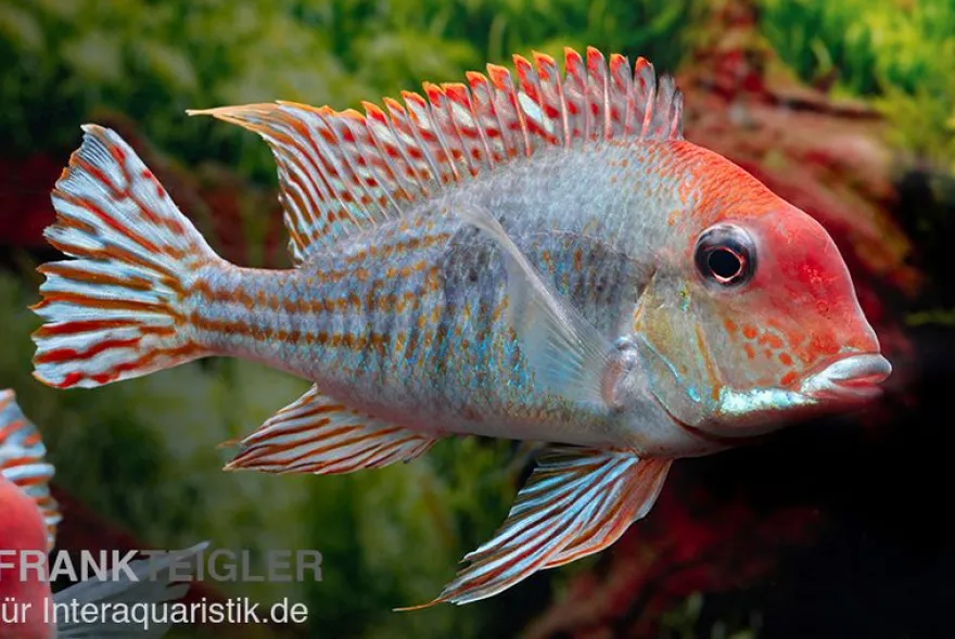 Rotkopf-Erdfresser, Geophagus sp. RIO TAPAJOS