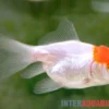 Rotkopf-Oranda, Carassius auratus (Kaltwasser), Größe 4-6 cm