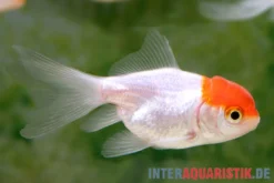Rotkopf-Oranda, Carassius auratus (Kaltwasser), Größe 4-6 cm