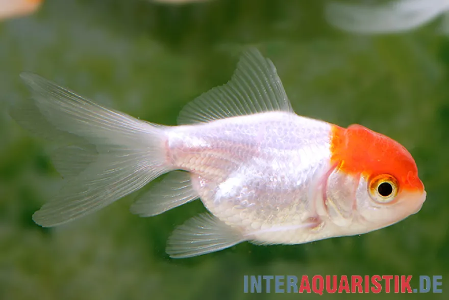 Rotkopf-Oranda, Carassius auratus (Kaltwasser), Größe 4-6 cm