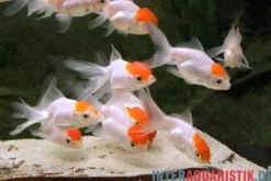 Rotkopf-Oranda, Carassius auratus (Kaltwasser), Größe 4-6 cm
