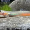 Rotlippen-Grundel, Sicyopus exallisquamulus