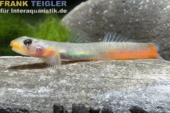 Rotlippen-Grundel, Sicyopus exallisquamulus