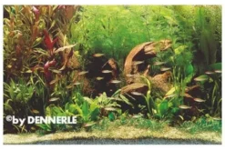 Rotmäulchen-Bucht, 130 x 50 x 60 cm, Aquarienpflanzen-Set, Pflanzensortiment