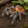 Rot-orange Königsspringspinne, Phidippus regius