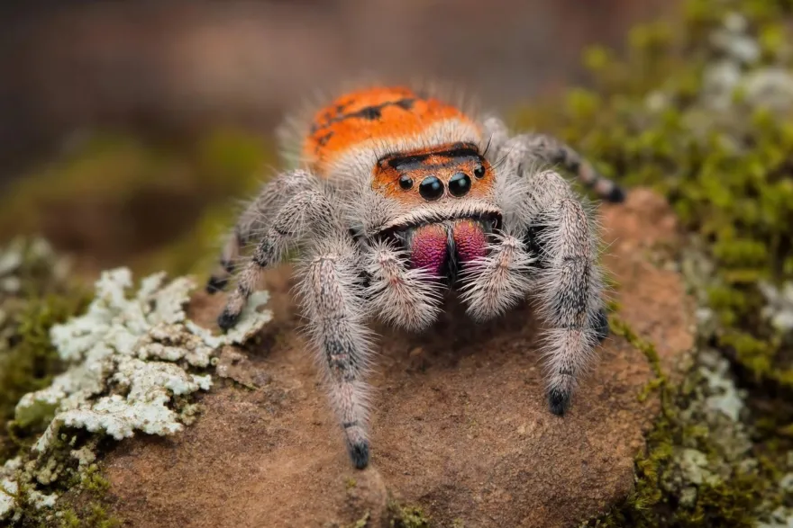 Rot-orange Königsspringspinne, Phidippus regius