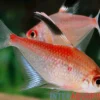 Rotrücken-Kirschflecksalmler, Hyphessobrycon pyrrhonotus
