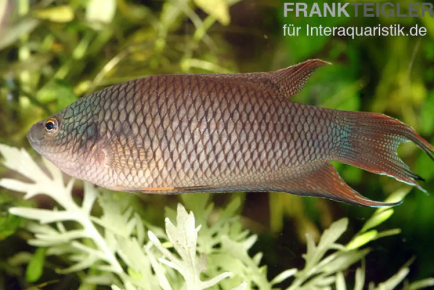Rotrücken-Makropode, Macropodus erythropterus, 4-6 cm