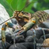 Rotscherenkrebs, Cherax quadricarinatus - Zufällig