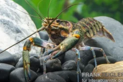 Rotscherenkrebs, Cherax quadricarinatus - Zufällig